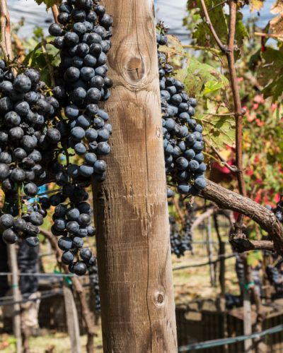 Oleo-Residencias-Resort-Zirandaro-San-Miguel-de-Allende-Vinedo-Slide02